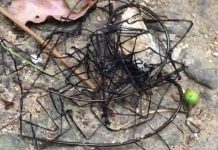 Tưởng dây thép gai, hóa ra sinh vật kinh dị khiến nhiều người dựng tóc gáy