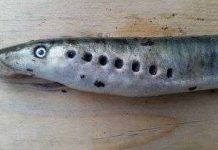 Mỹ xuất hiện cá lạ từ trên trời rơi xuống Mỹ xuất hiện cá lạ từ trên trời rơi xuống