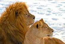 Sư tử châu Phi làm quen với tuyết lạnh ở Canada Sư tử châu Phi làm quen với tuyết lạnh ở Canada