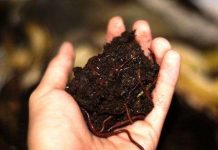 Nuôi giun "ăn" rác