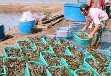 Australia tạo siêu thực phẩm bền vững cho tôm nuôi