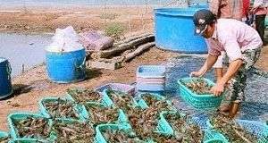 Australia tạo siêu thực phẩm bền vững cho tôm nuôi