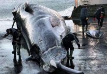 Cá voi lưng xám nguy cơ tuyệt chủng vì bia