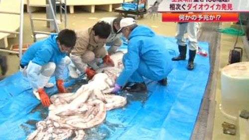 Mực ống khổng lồ ở Nhật