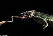 Cận cảnh màn săn mồi cực kỳ ấn tượng của tắc kè hoa