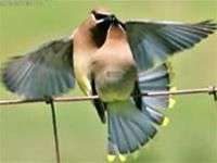 Chim di cư ngủ hàng trăm giấc/1 ngày