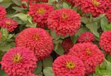 NASA trồng hoa cúc ngũ sắc trong vũ trụ NASA trồng hoa cúc ngũ sắc trong vũ trụ