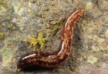 Kinh ngạc với sinh vật kỳ lạ biết phun mạng nhện và có vòi