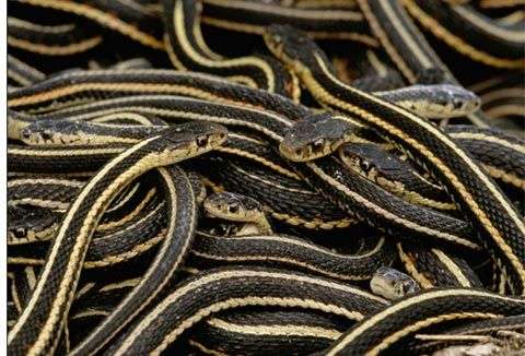 Những kẻ săn tình khét tiếng nơi hoang dã