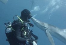 Thợ lặn giật nảy mình khi bị cá mập “hôn” Thợ lặn giật nảy mình khi bị cá mập "hôn"