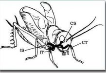 Động vật xác định âm thanh xung quanh bằng cách nào? Động vật xác định âm thanh xung quanh bằng cách nào?