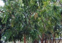 Sản xuất thuốc bảo vệ thực vật từ cây neem