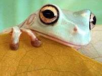 Vì sao ếch bám được trên bề mặt trơn? Vì sao ếch bám được trên bề mặt trơn?