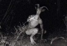 Xôn xao trước những hình ảnh về "quái vật Người Dê" bí ẩn