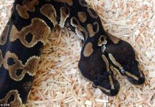 Tìm thấy mãng xà hai đầu như trong thần thoại Tìm thấy mãng xà hai đầu như trong thần thoại