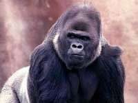 Khỉ đột cũng bị mãn kinh