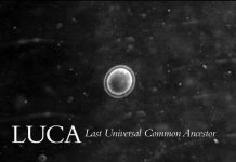 Các nhà khoa học phát hiện LUCA, sinh vật đơn bào được cho là thủy tổ của sự sống