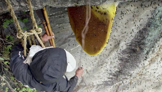 Mật ong điên tạo cảm giác hưng phấn như cần sa