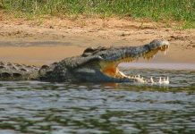 Cá sấu ăn thịt người sông Nile xuất hiện ở Mỹ