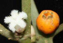 Phát hiện một loài thực vật mới ở Hòn Bà