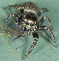 Loài nhện khát máu ở châu Phi