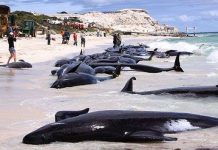 Cá voi dạt bờ do tập trận