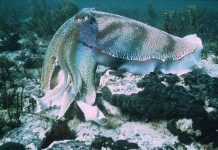 Nghệ thuật "tán tỉnh" độc đáo của loài mực