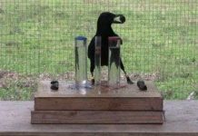 Quạ thông minh bằng trẻ 7 tuổi Quạ thông minh bằng trẻ 7 tuổi