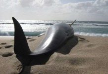 28 con cá voi bị mắc cạn ở bãi biển New Zealand