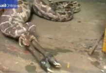 Kinh hãi khoảnh khắc trăn tham ăn nôn cả con linh dương ra ngoài