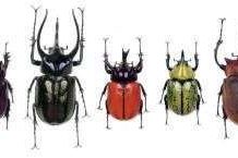 Nghiên cứu thuyết tiến hóa: Đời sống lâu dài của bọ cánh cứng Nghiên cứu thuyết tiến hóa: Đời sống lâu dài của bọ cánh cứng