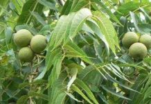 Phát hiện hoocmon sinh dục nữ trong thực vật