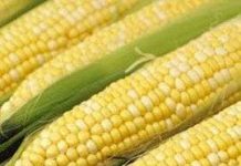 Việt Nam sẽ có thực phẩm biến đổi gen năng suất cao