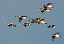 Dùng cỏ thảo nguyên bảo vệ máy bay