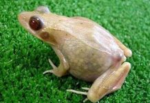 Ếch trong suốt ở Hiroshima