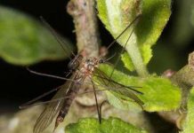 Phát hiện sinh vật lạ gần hồ Loch Ness Phát hiện sinh vật lạ gần hồ Loch Ness