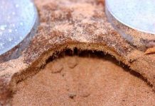 Trái đất nóng lên ảnh hưởng đời sống vi sinh vật dưới đất