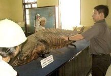 Ướp cá làm mẫu vật bảo tàng: Nghề chưa từng có