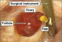 Lần đầu tiên ghi được hình ảnh trứng rụng