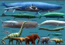 Loài vật nào hùng mạnh nhất mọi thời đại?