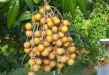 Nghiên cứu nâng năng suất giống nhãn chín muộn Nghiên cứu nâng năng suất giống nhãn chín muộn