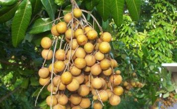 Nghiên cứu nâng năng suất giống nhãn chín muộn