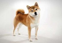 5 giống chó hiền lành thích hợp nuôi để làm bạn, đi dạo không cần rọ mõm