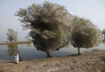 "Cây mạng nhện" tại Pakistan