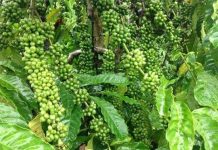 Chọn 21 giống cà phê năng suất cao, kháng sâu bệnh