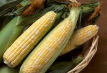 Dự đoán chất lượng và sản lượng bắp ngọt bằng mô hình vụ mùa mới