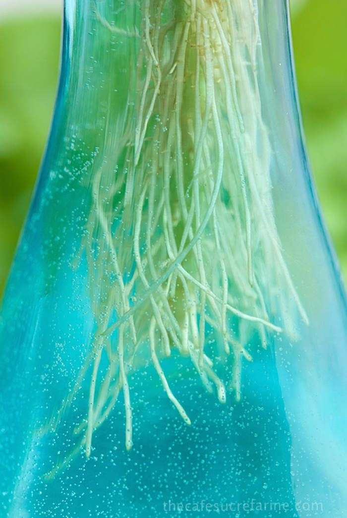 Tự trồng húng quế theo cách thủy canh đơn giản tại nhà