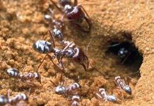 Bí mật của loài kiến sống ung dung tự tại ở sa mạc Sahara Bí mật của loài kiến sống ung dung tự tại ở sa mạc Sahara