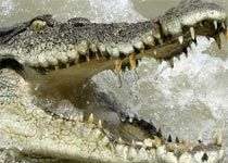 Ngủ trên cây vì bị cá sấu đuổi Ngủ trên cây vì bị cá sấu đuổi