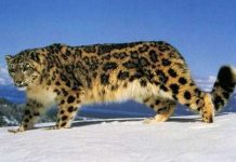 Báo Tuyết trước nguy cơ tuyệt chủng